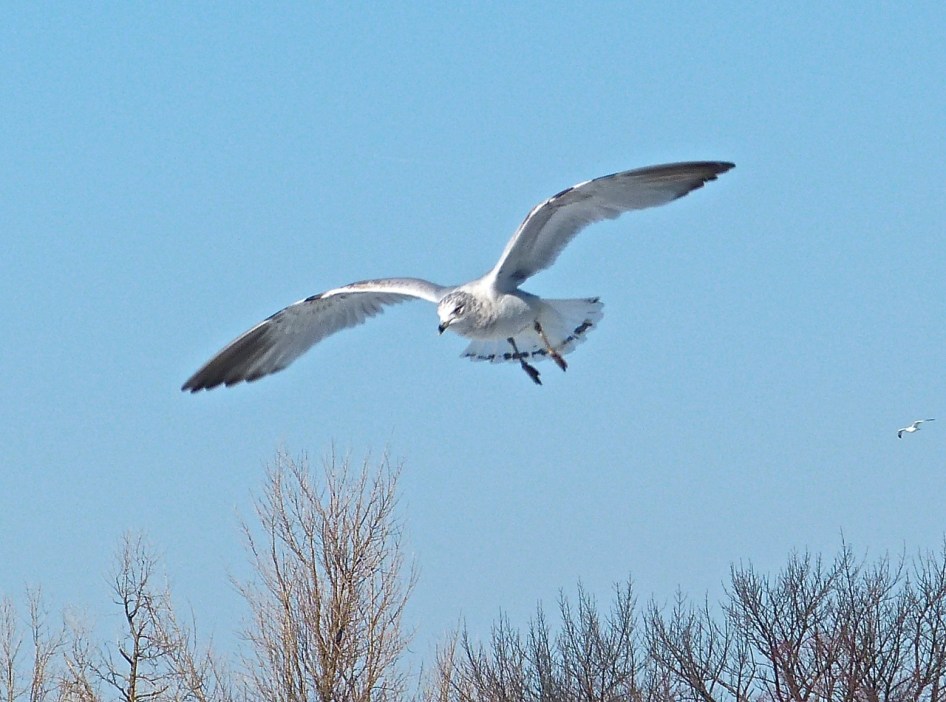 Prospect Gulls 8