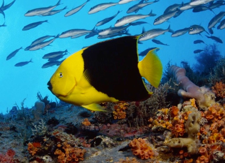 Rock Beauty Desktop WP clip