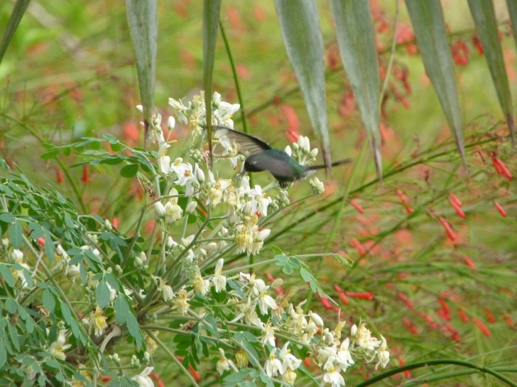 Cuban Emerald Hummingbird in flight, Abaco Bahamas 3