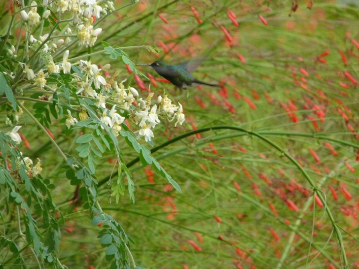 Cuban Emerald Hummingbird in flight, Abaco Bahamas 4