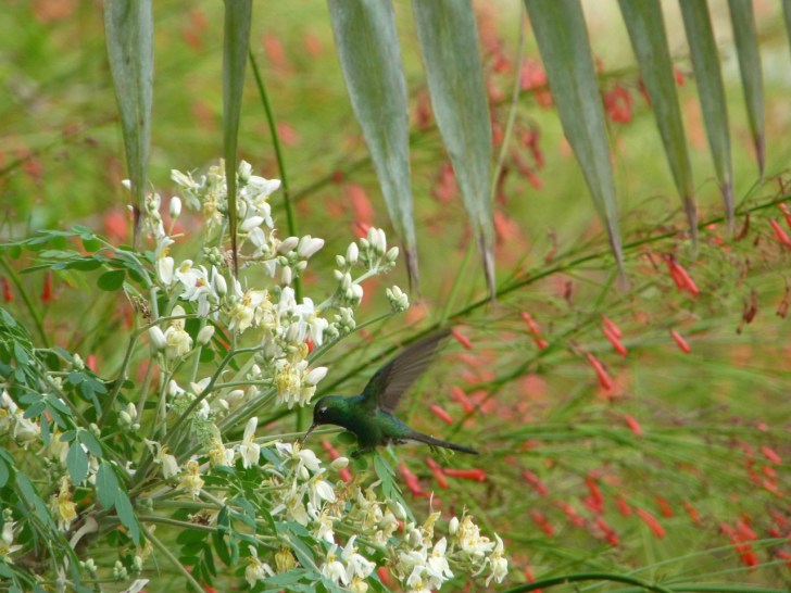 Cuban Emerald Hummingbird in flight, Abaco Bahamas 5