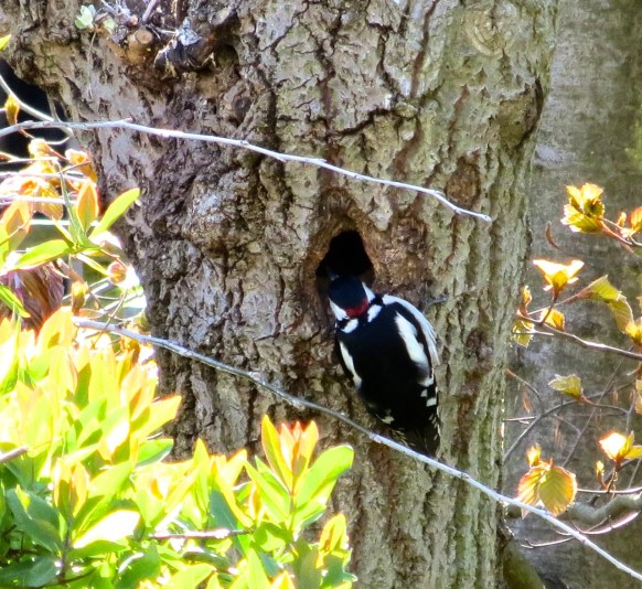 Great Spotted Woodpecker 12