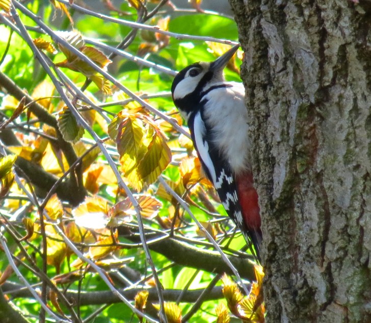 Great Spotted Woodpecker 6