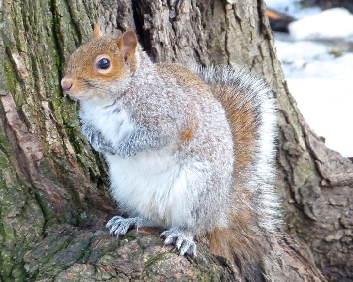 Grey (Gray) Squirrel, Central Park, New York Squirrel NYC 1