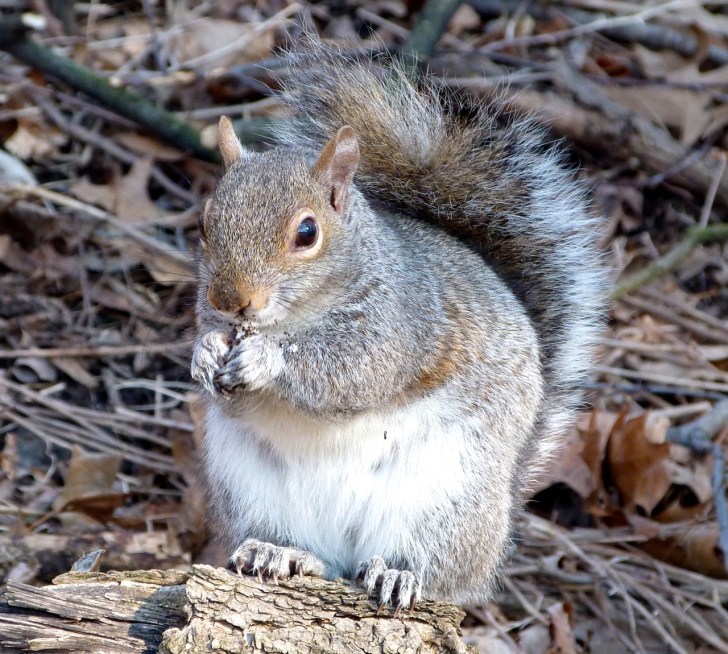 Grey (Gray) Squirrel, Central Park, New York Squirrel NYC 3