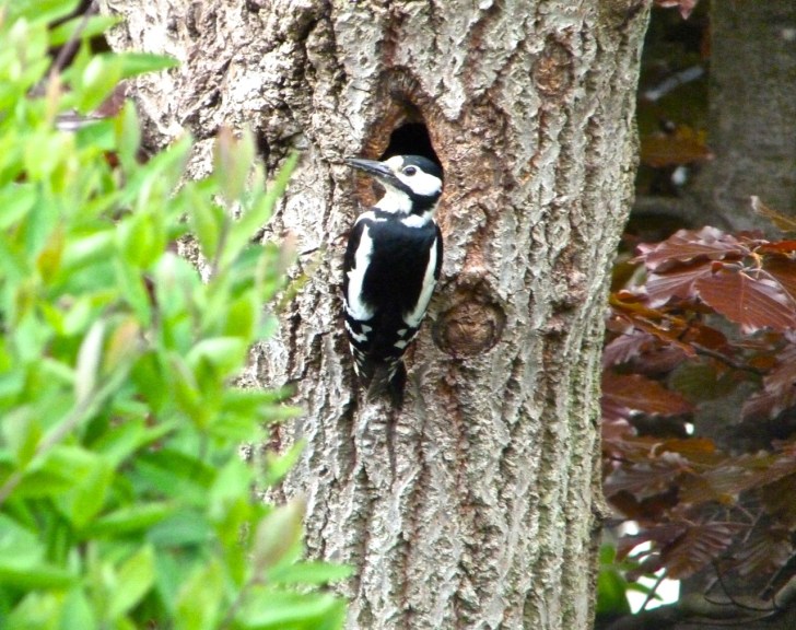 Woodpecker 5.13-6