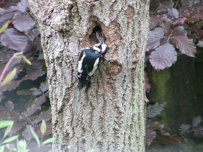 Woodpeckers 30.5 7