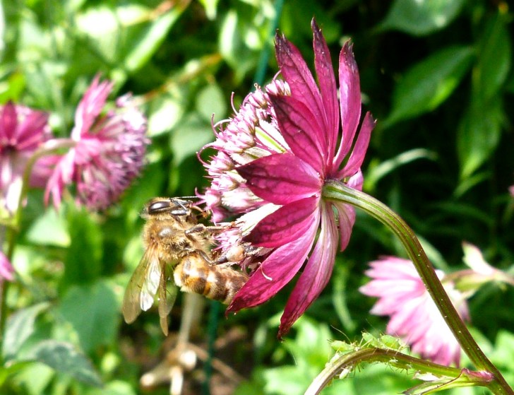 Bees June 7