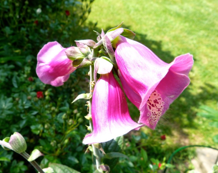 Garden Flowers in June 11