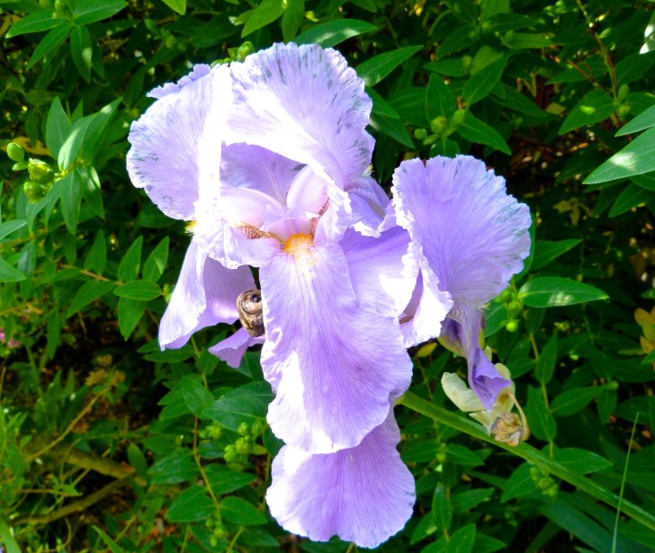 Garden Flowers in June 15
