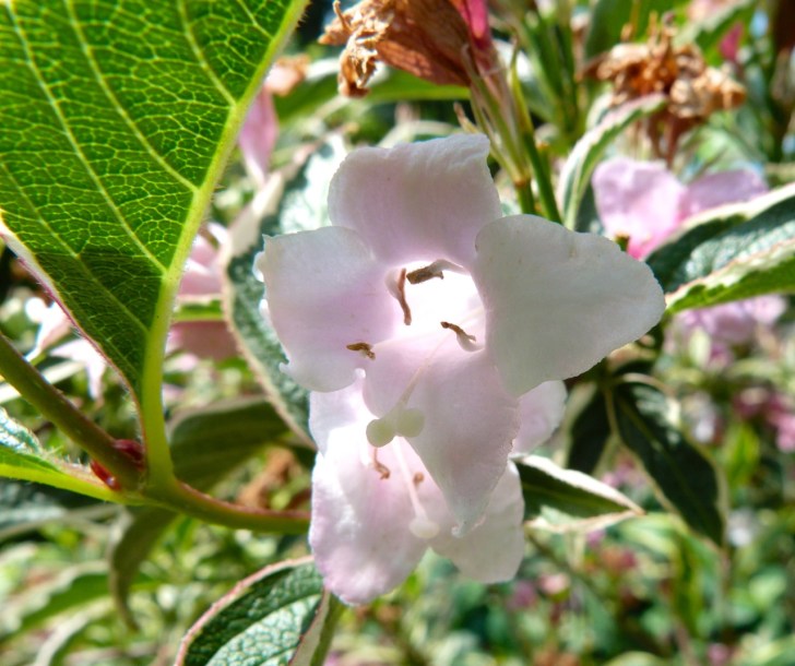 Garden Flowers in June 16
