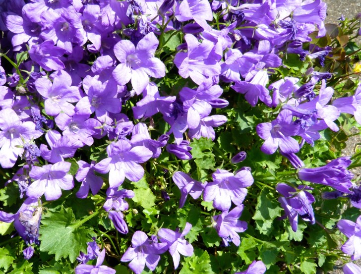 Garden Flowers in June 17