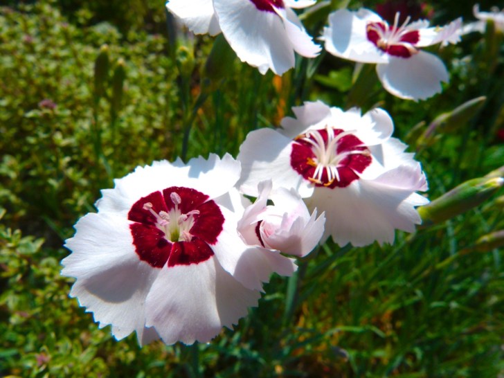 Garden Flowers in June 4