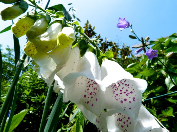 Garden Flowers in June 7
