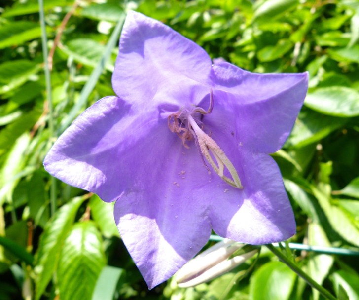 Garden Flowers in June 8