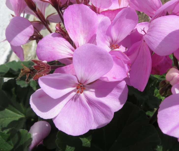 Summer garden flowers (Dorset) 1