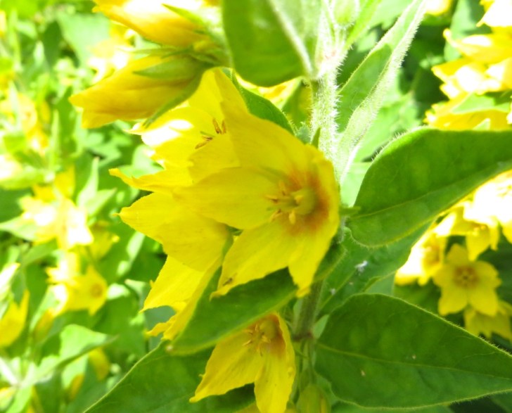 Summer garden flowers (Dorset) 13