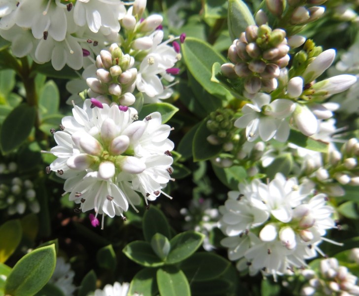 Summer garden flowers (Dorset) 15