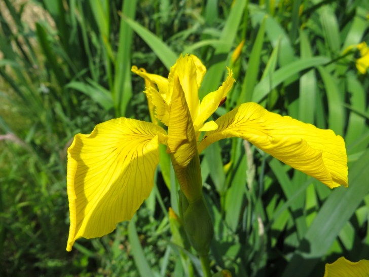Summer garden flowers (Dorset) 16