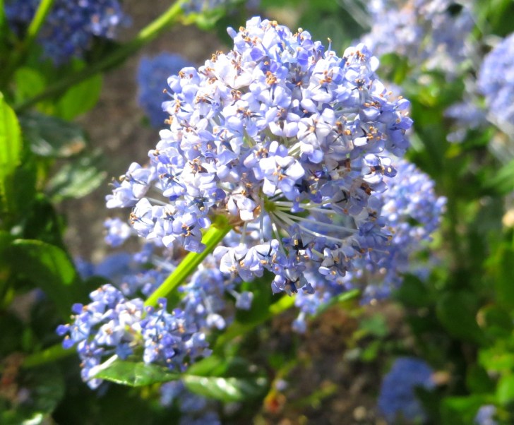 Summer garden flowers (Dorset) 19