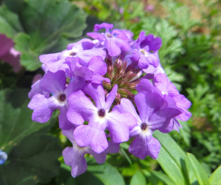 Summer garden flowers (Dorset) 2