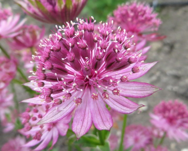 Summer garden flowers (Dorset) 20