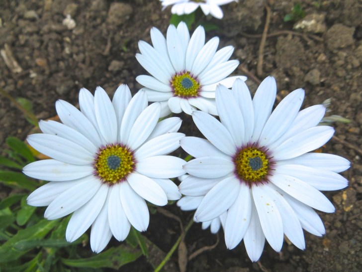 Summer garden flowers (Dorset) 21