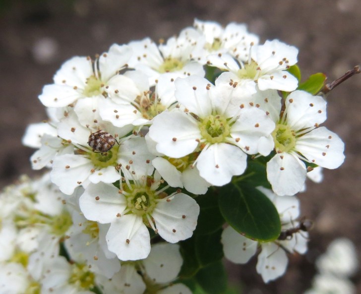 Summer garden flowers (Dorset) 23