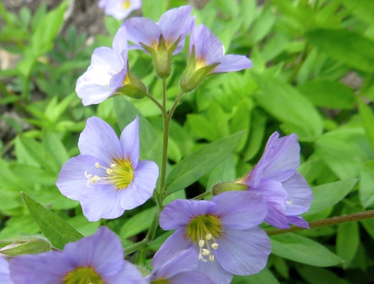 Summer garden flowers (Dorset) 25