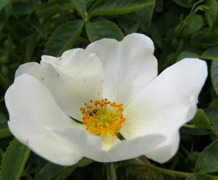 Summer garden flowers (Dorset) 28