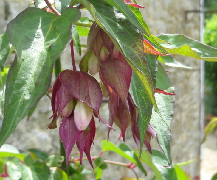 Summer garden flowers (Dorset) 29