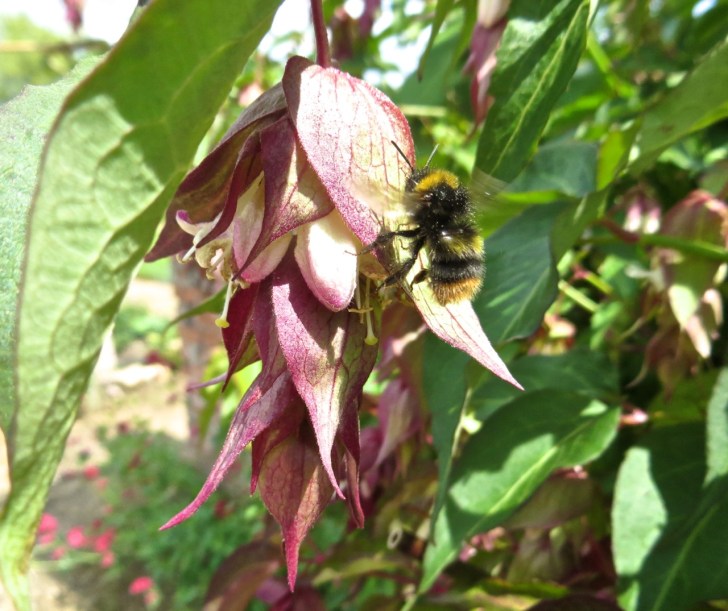 Summer garden flowers (Dorset) 3