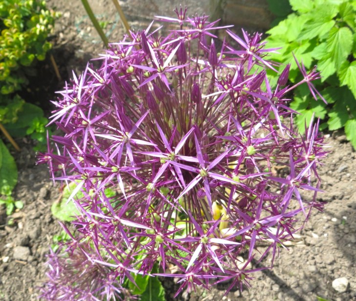 Summer garden flowers (Dorset) 6