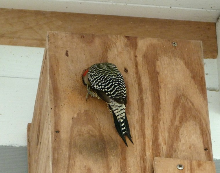 West Indian Woodpecker 2