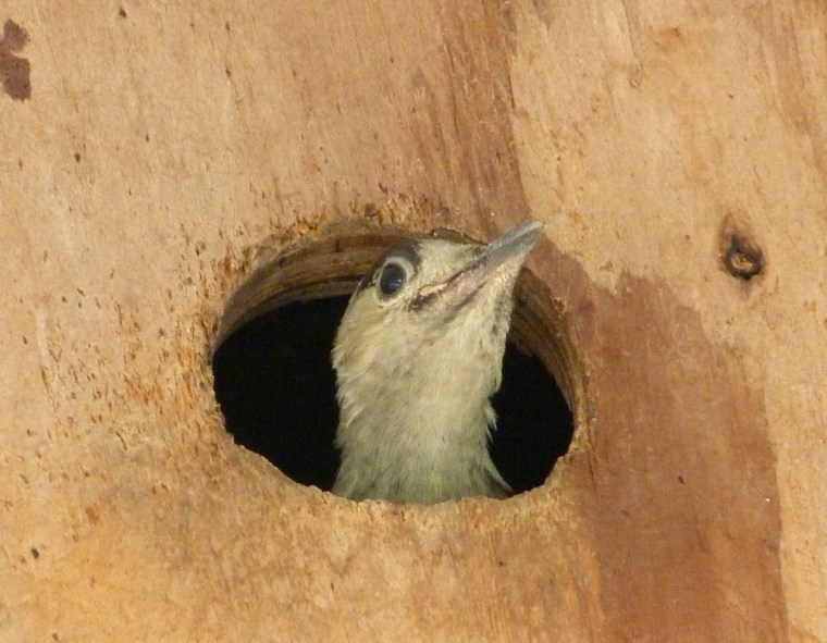 West Indian Woodpecker 3