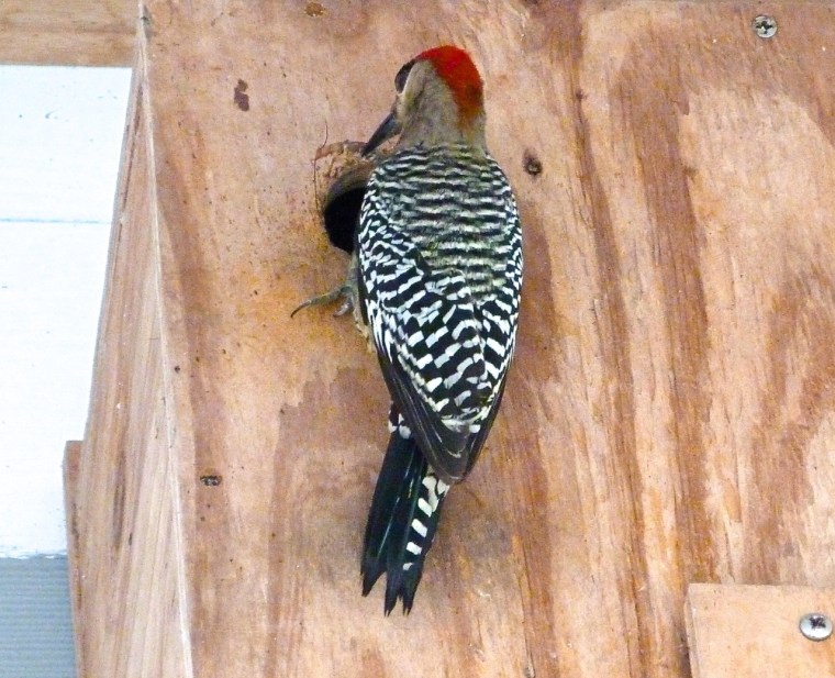 West Indian Woodpecker 4