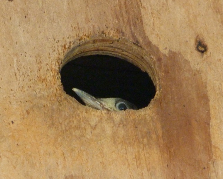 West Indian Woodpecker a