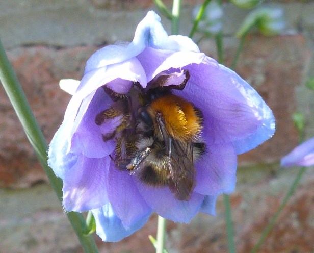 Dorest Bees July 13 1