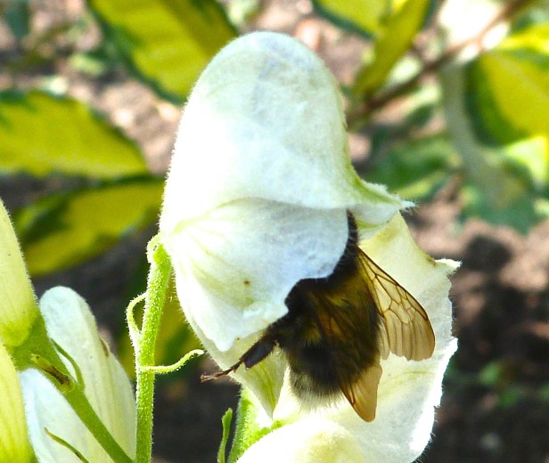 Dorest Bees July 13 2