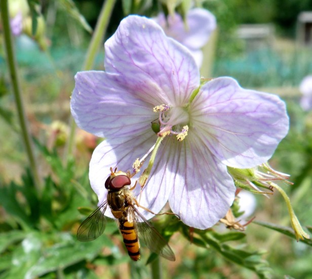 Dorest Bees July 13 3