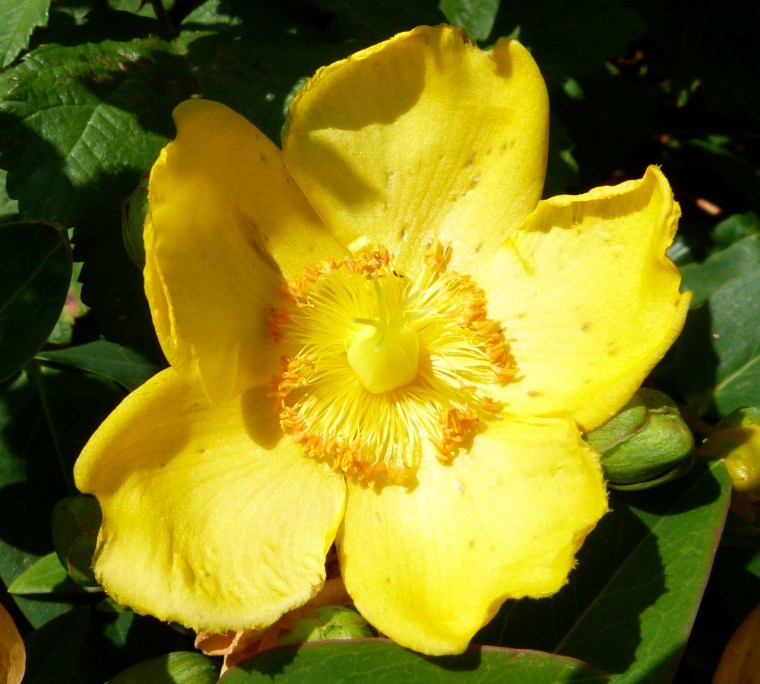 Dorset Flower Bunch 2-10