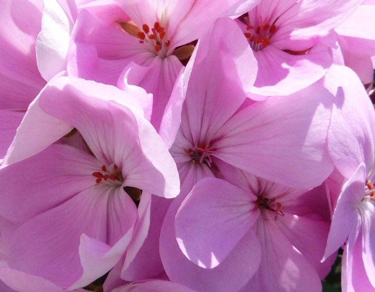 Dorset Flower Bunch 2-13