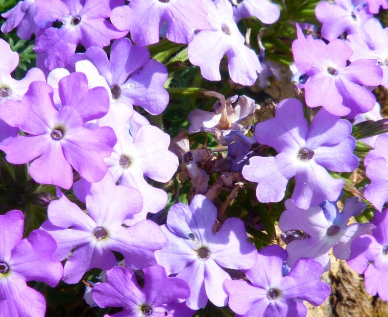 Dorset Flower Bunch 2-16