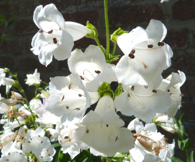 Dorset Flower Bunch 2-4