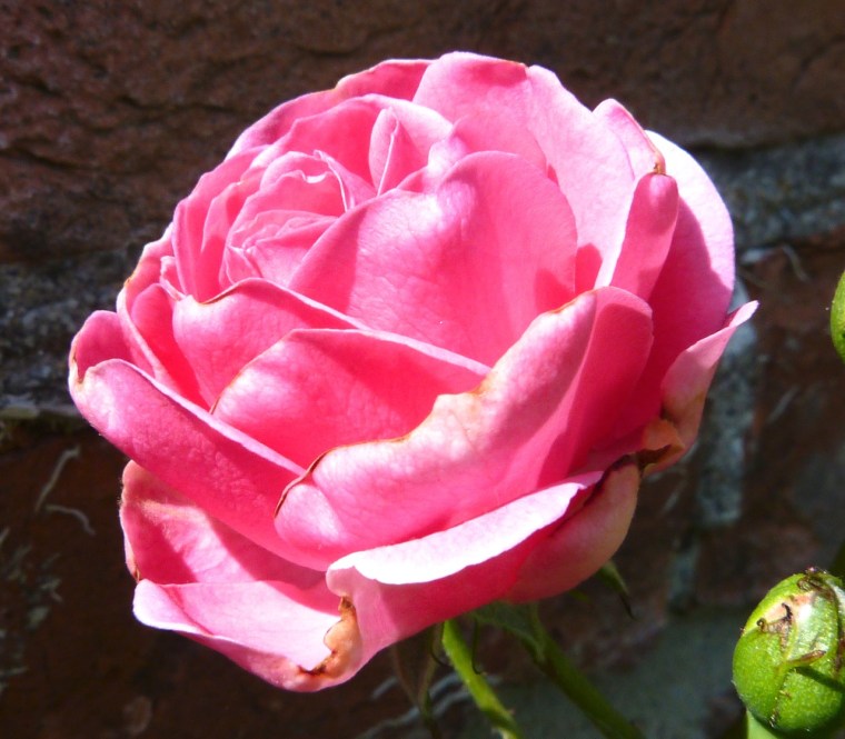 Dorset Flower Bunch 2-7