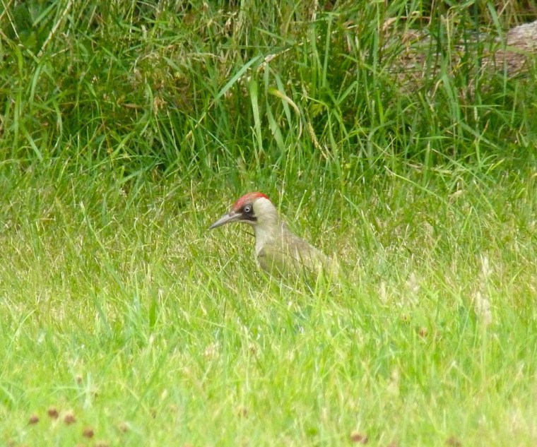 Green Woodpecker, Dorset 2
