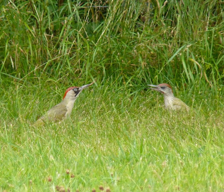Green Woodpecker, Dorset 4
