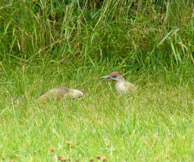 Green Woodpecker, Dorset 5