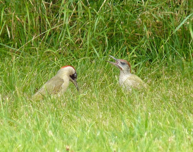 Green Woodpecker, Dorset 6