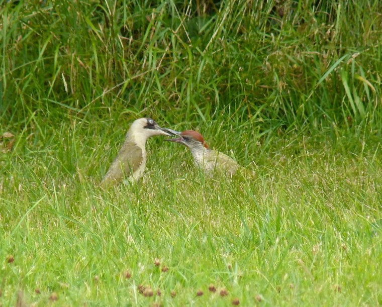 Green Woodpecker, Dorset 8